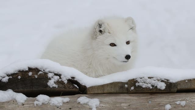 Arctic fox Kirthmon F. Dozier via Imagn Content Services