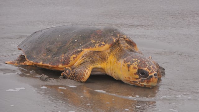Sea turtle MALCOLM DENEMARK:FLORIDA TODAY : USA TODAY NETWORK